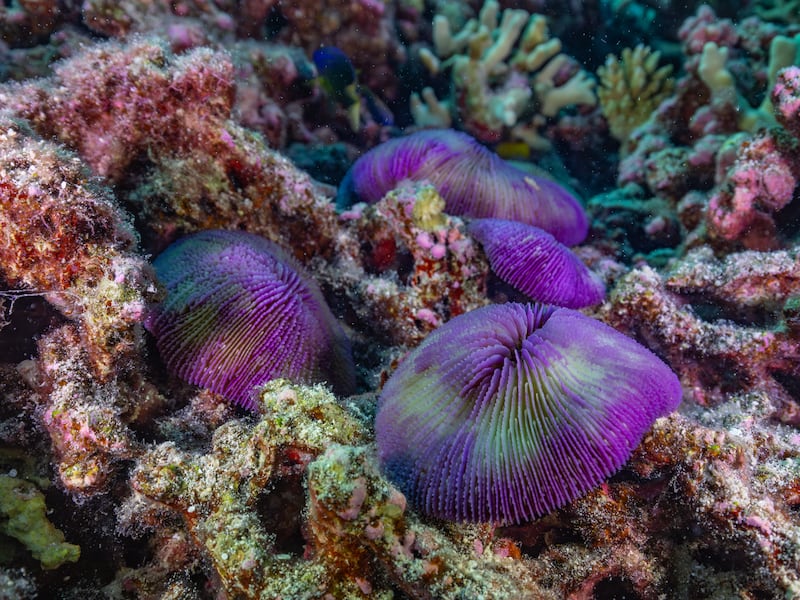 Thriving reef at Bikini Atoll is a triumph of resilience and a warning