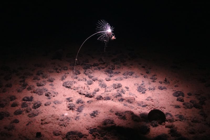 US deep sea mining plan would likely violate international law