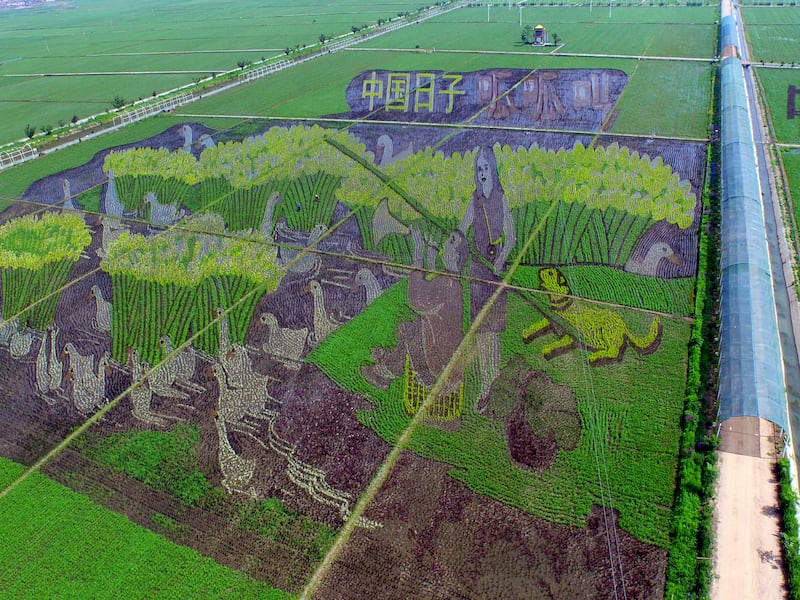 东北黑土变黄土（下）“抓粮”要先“救土”｜绿色情报员