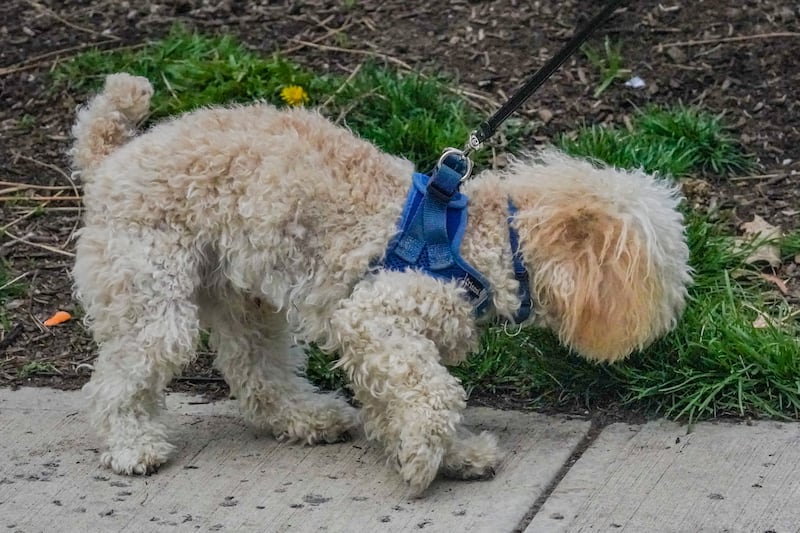 공원에서 산책 중인 푸들.