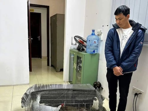 Án tù người nuôi gà lôi trắng: công bằng hay thiếu nhân văn? - Bình luận